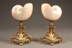 Pair of large nautilus shells A5508A